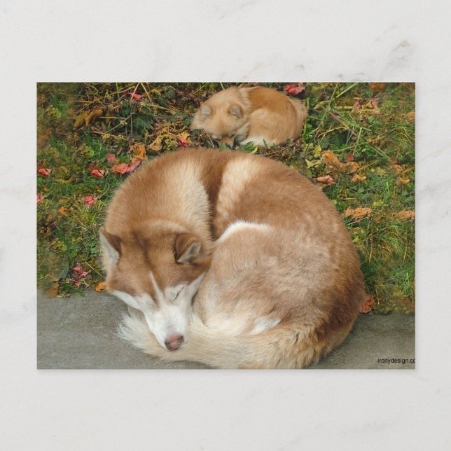 Siberian Husky & German Klein Spitz Pomeranian Postcard (Front)