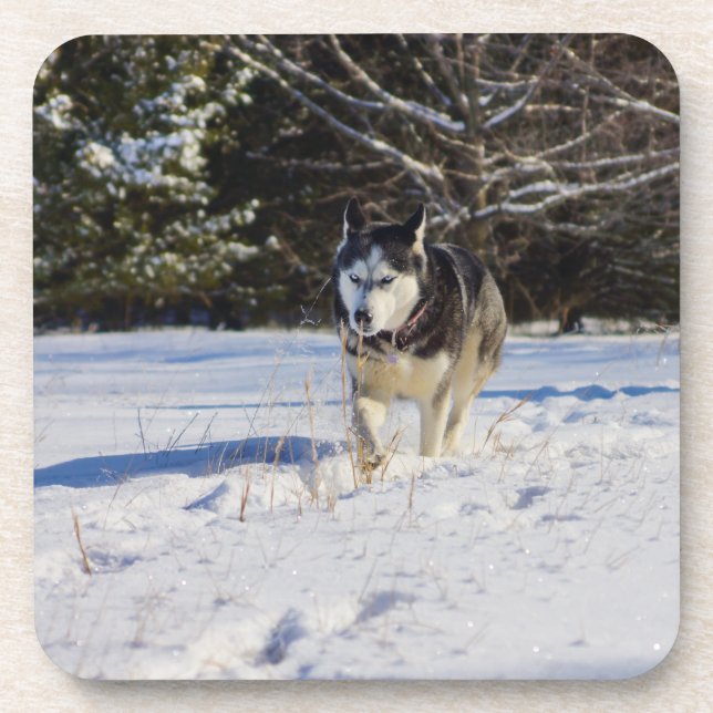 Siberian Husky In The Snow Coaster (Front)