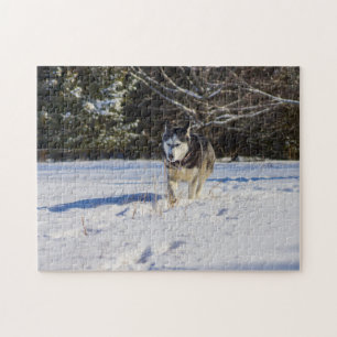 Siberian Husky In The Snow Jigsaw Puzzle