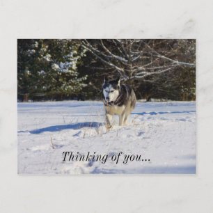 Siberian Husky In The Snow Thinking Of You Postcard