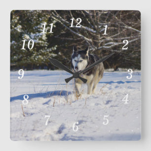 Siberian Husky In The Snow Wall Clock