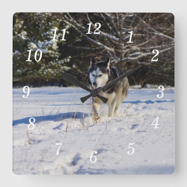 Siberian Husky In The Snow Wall Clock (Front)