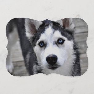 Siberian Husky Invitation
