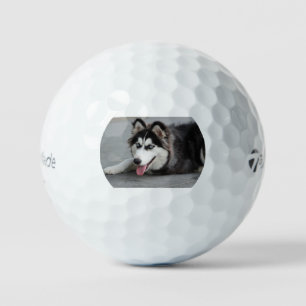 siberian husky laying first golf balls