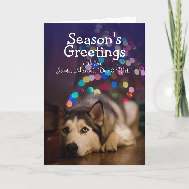 Siberian Husky laying on his favourite toy Holiday Card (Front)