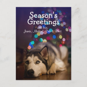 Siberian Husky laying on his favourite toy Postcard