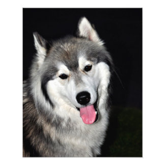 Siberian Husky Photo Print
