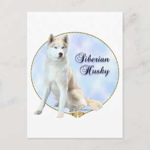 Siberian Husky Portrait Postcard