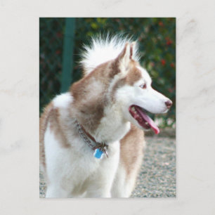 Siberian Husky Postcard