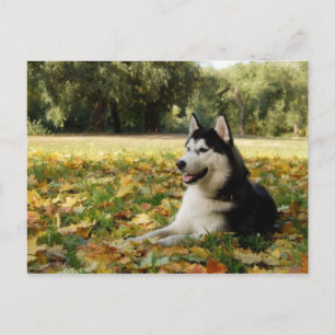 Siberian Husky Postcard