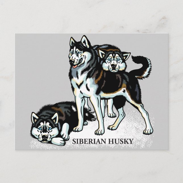 siberian husky postcard (Front)