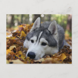 Siberian Husky Postcard