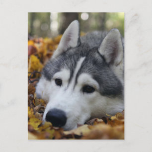 Siberian Husky Postcard