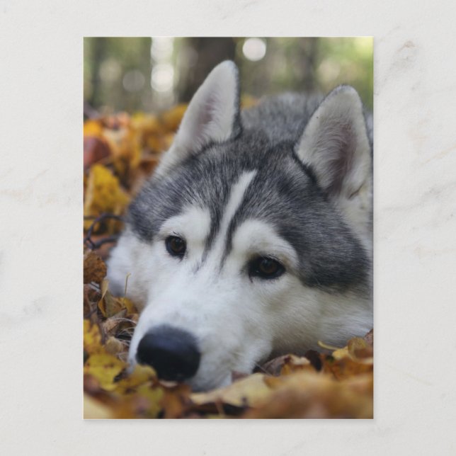 Siberian Husky Postcard (Front)