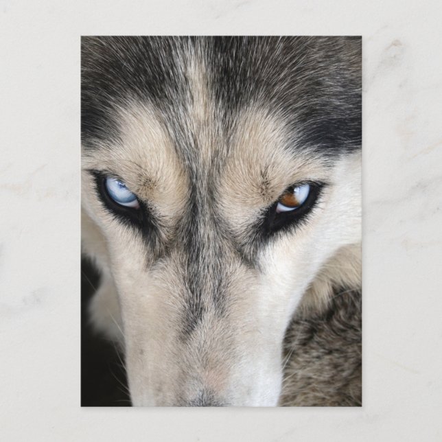 Siberian Husky Postcrossing Postcard (Front)