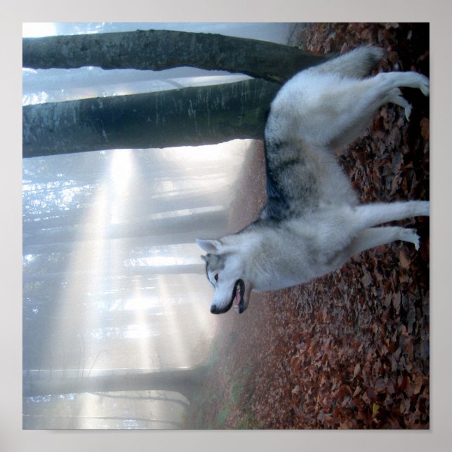 Siberian Husky - Poster (Front)