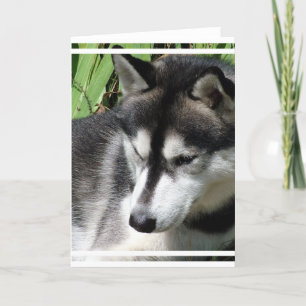 Siberian Husky Profile Greeting Card