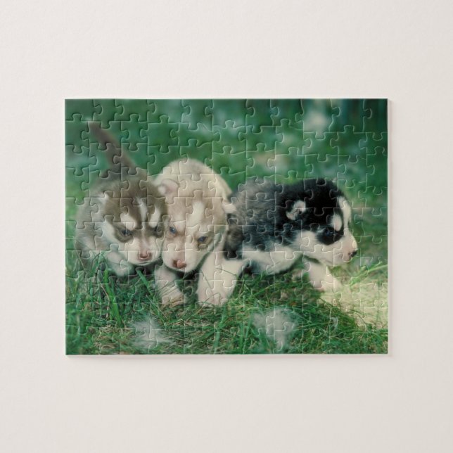 Siberian Husky Puppies Dog Puzzle (Horizontal)