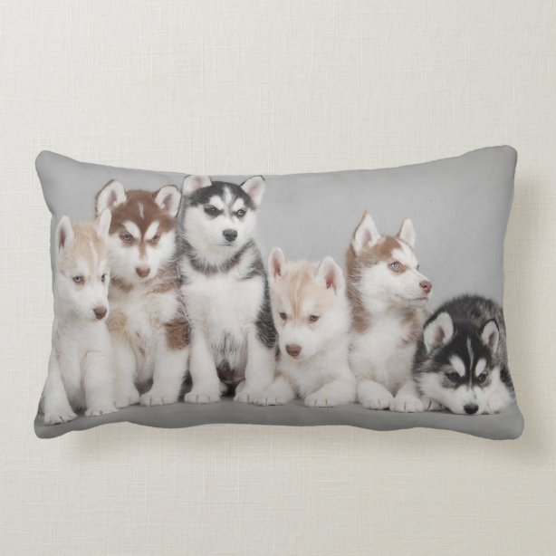 Siberian Husky Gifts & Gift Ideas Zazzle UK
