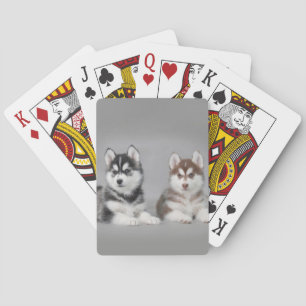 Siberian husky puppies playing cards