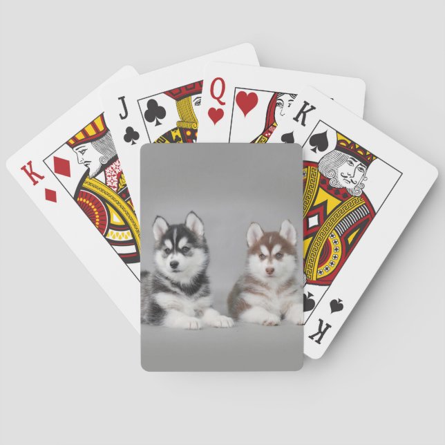 Siberian husky puppies playing cards (Back)