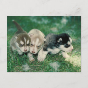 Siberian Husky Puppies Postcard
