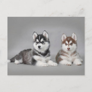 Siberian husky puppies postcard