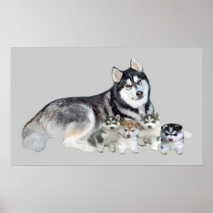 Siberian Husky & Puppies Print