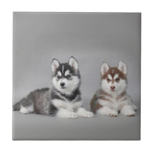 Siberian husky puppies tile