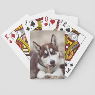 Siberian Husky Puppy at the Beach Playing Cards