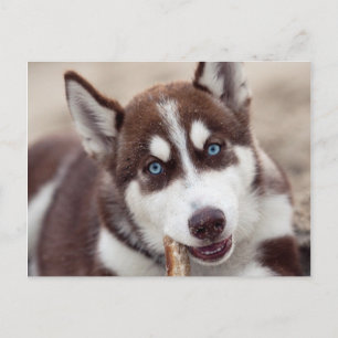 Siberian Husky Puppy at the Beach Postcard