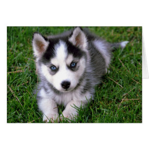 Siberian Husky Puppy Dog Blank Greeting Note Card