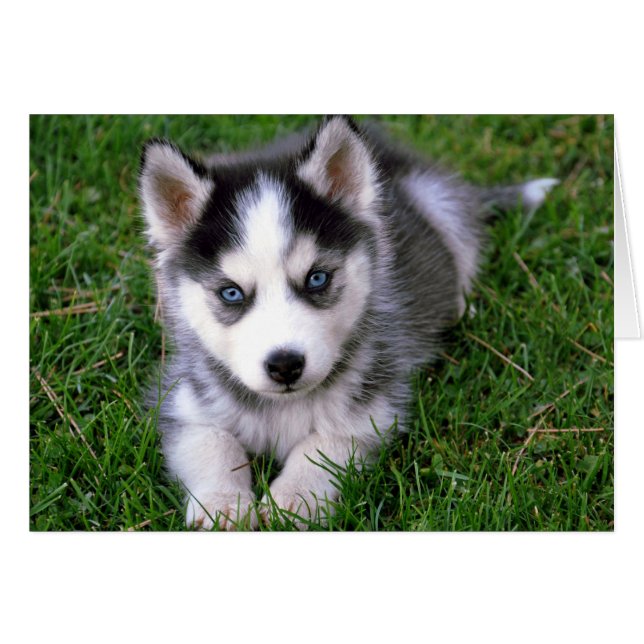 Siberian Husky Puppy Dog Blank Greeting Note Card (Front Horizontal)