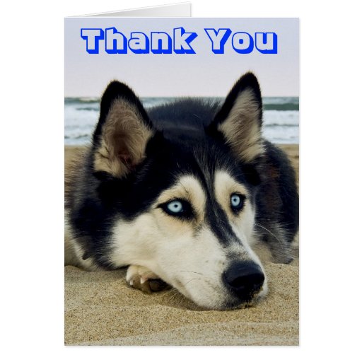 Siberian Husky Puppy Dog Thank You Greeting Card | Zazzle