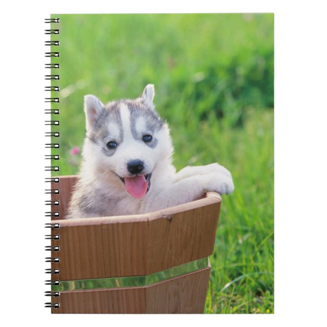 Siberian Husky Puppy in a Pot Notebook (Front)