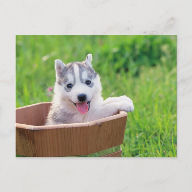 Siberian Husky Puppy in a Pot Postcard (Front)