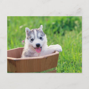 Siberian Husky Puppy in a Pot Postcard