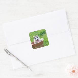 Siberian Husky Puppy in a Pot Square Sticker