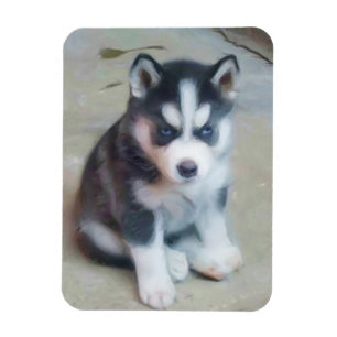 Siberian Husky puppy Magnet