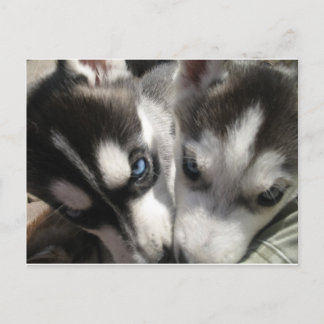 Siberian Husky Puppy mug Postcard