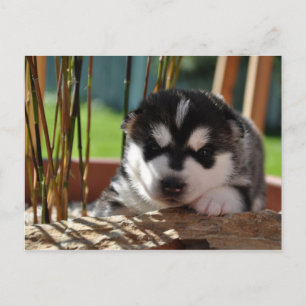 Siberian Husky Puppy with Bamboo Postcard