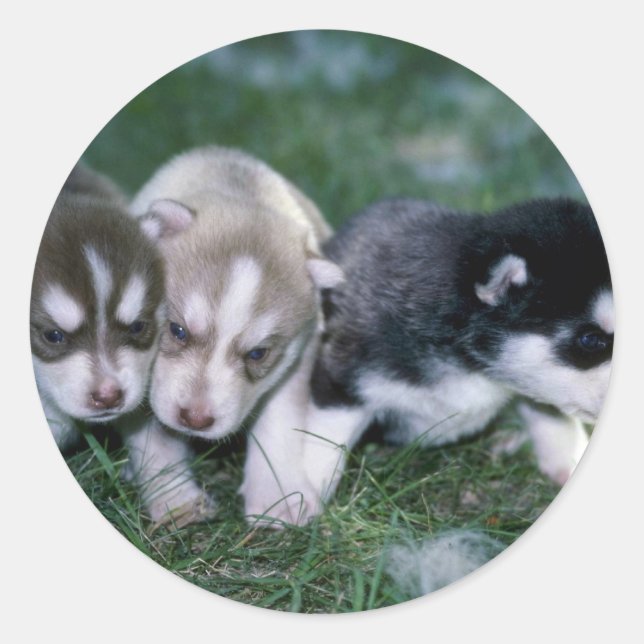 Siberian Husky pups, 3 weeks Classic Round Sticker (Front)