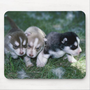 Siberian Husky pups, 3 weeks Mouse Mat