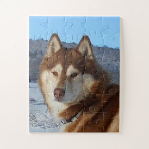 siberian-husky-red and white jigsaw puzzle