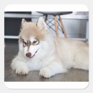 siberian husky sable and white puppy square sticker