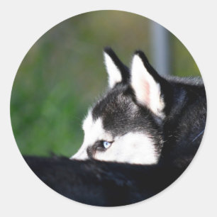 Siberian Husky stickers