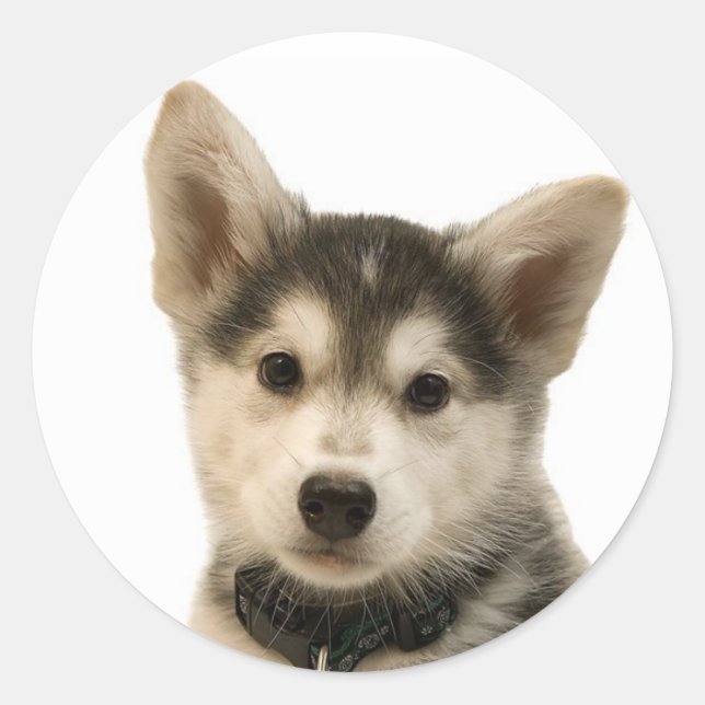 Siberian Husky Stickers (Front)