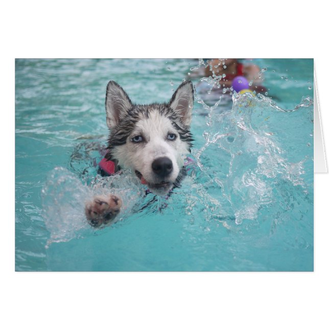 Siberian Husky Swimming in Pool (Front Horizontal)