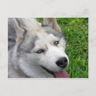 Siberian Husky Template Postcard