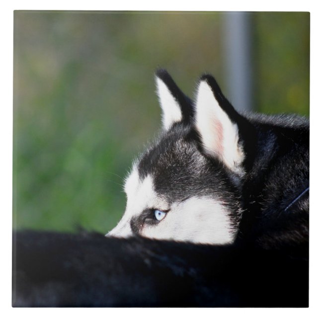 Siberian Husky Tile (Front)